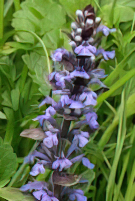Bugle