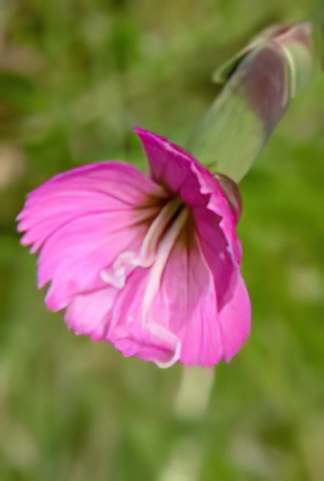 Cheddar Pink