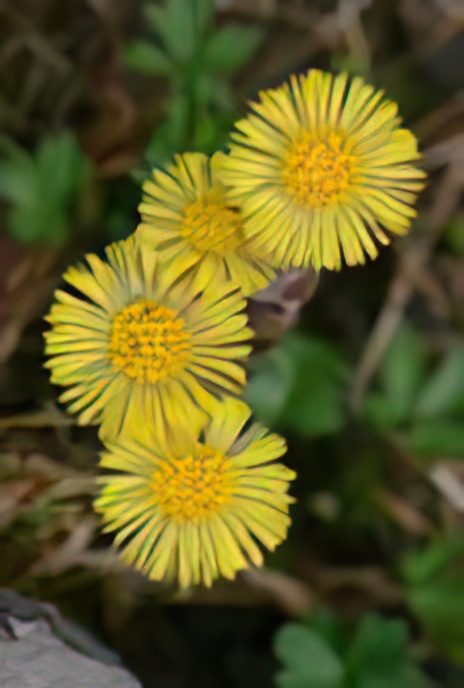 Coltsfoot