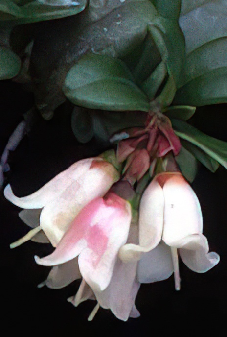Cowberry