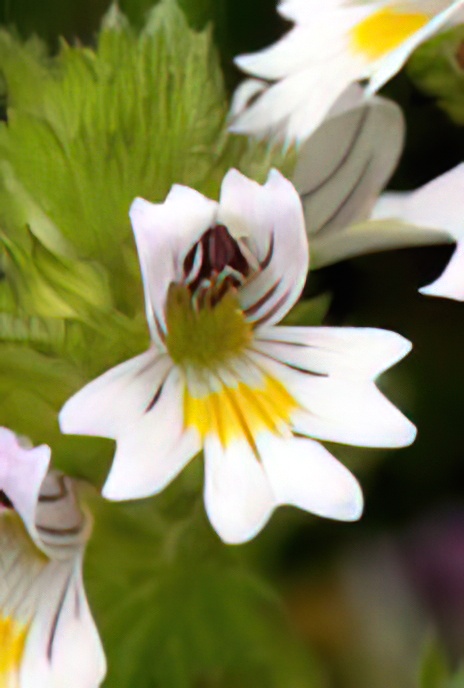 Eyebright