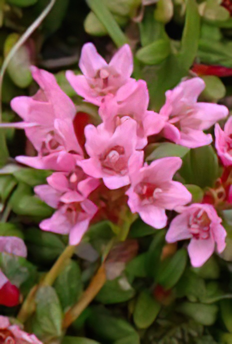 Creeping Azalea
