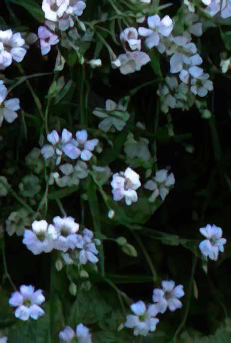 Creeping Gypsophila