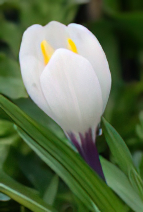 Spring Crocus