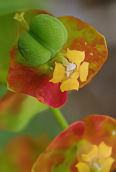 Cypress Spurge