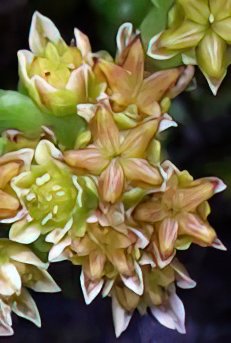 Dark Stonecrop