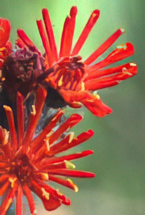 Devil’s Paintbrush