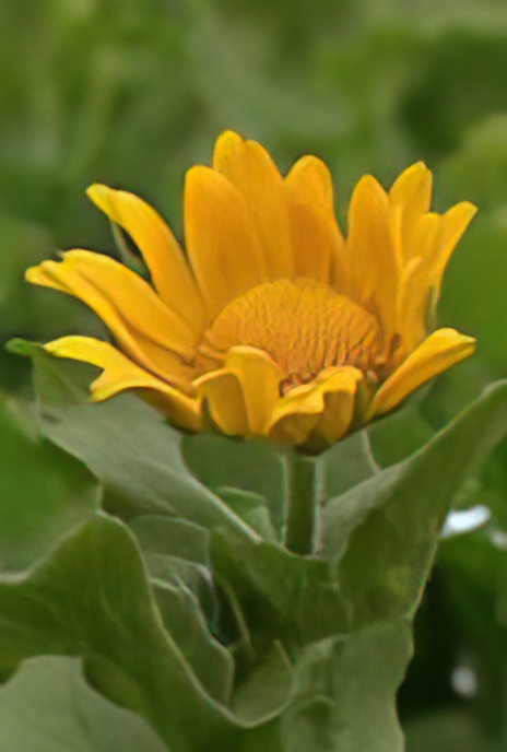 Large-flowered Doronicum