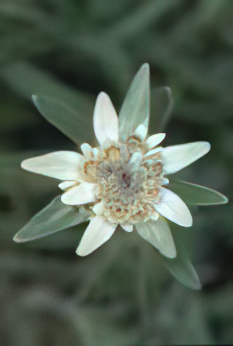 Edelweiss