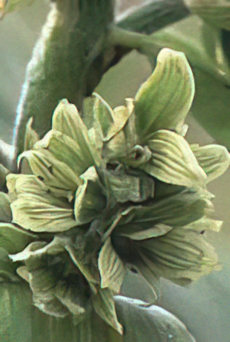 White False Helleborine
