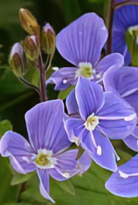 Germander Speedwell