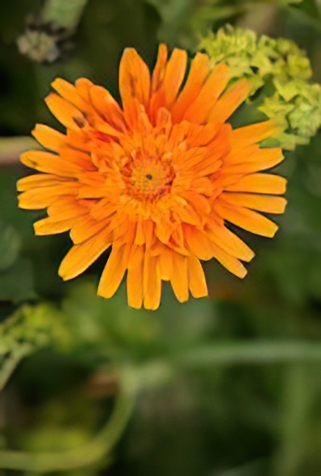 Golden Hawksbeard