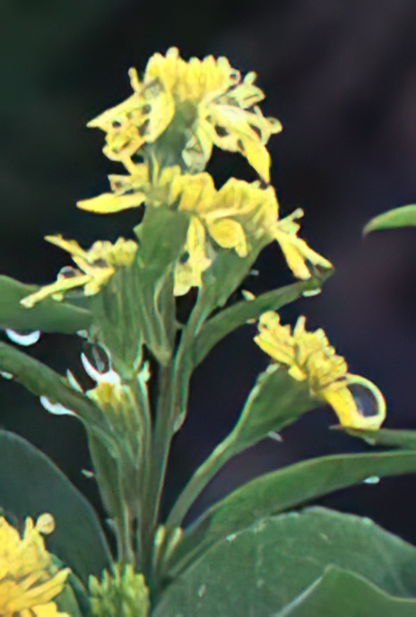 Golden Rod