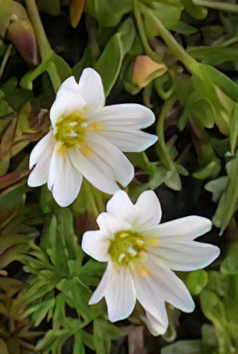 Greater Stitchwort