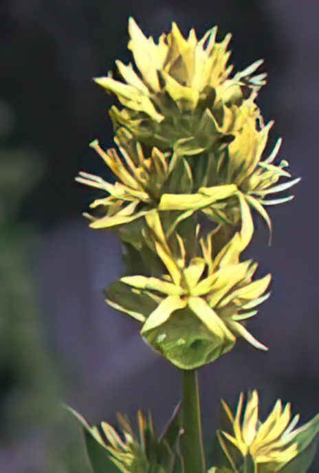 Great Yellow Gentian