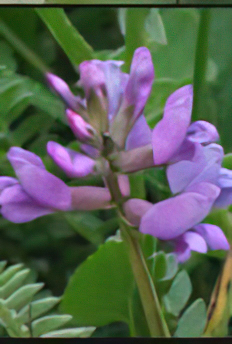 Mountain Milk-vetch