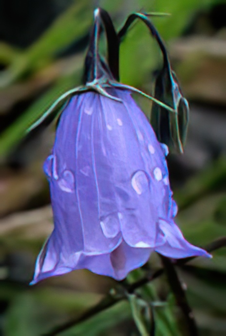 Harebell