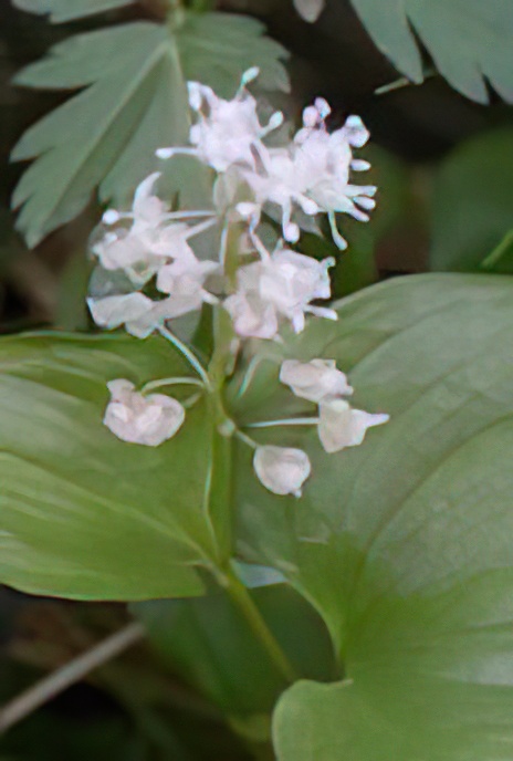 May Lily