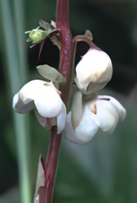 Intermediate Wintergreen