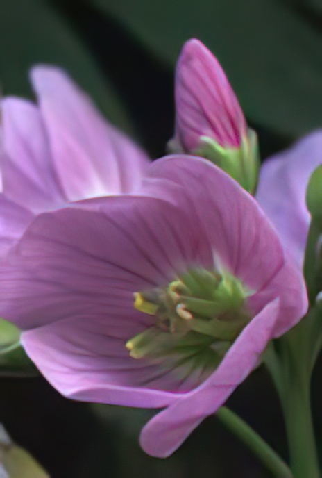 Lady’s Smock or Cuckoo Flower