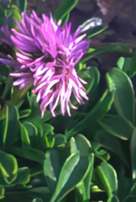 Leafless-stemmed Globularia