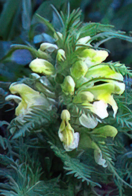 Leafy Lousewort