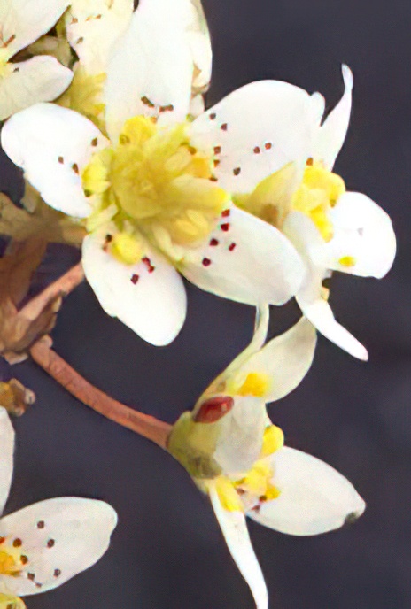Livelong Saxifrage