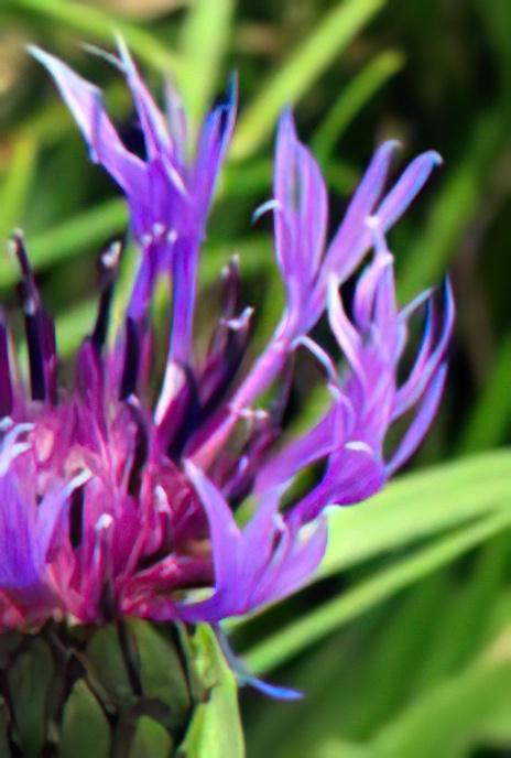 Mountain Knapweed