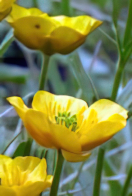 Meadow Buttercup