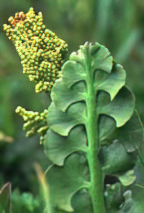 Moonwort