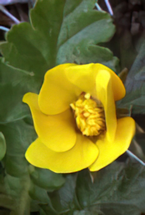 Mountain Avens