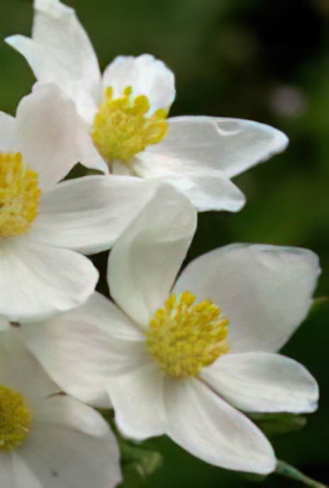 Narcissus-flowered Anemone