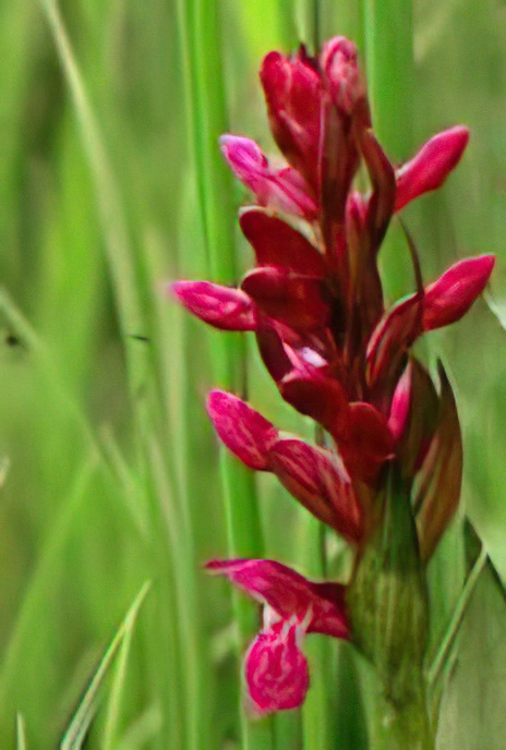 Broad-leaved Marsh Orchid