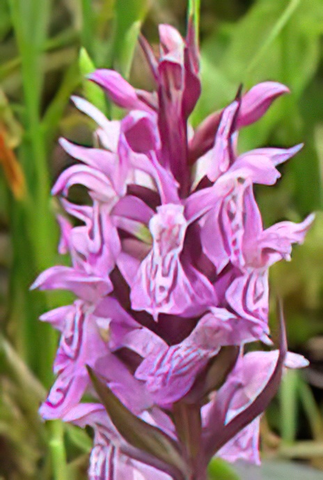 Common Spotted Orchid