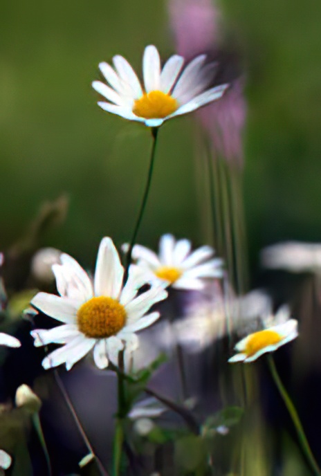 Oxeye Daisy