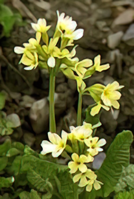 Oxlip