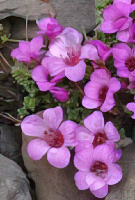 Purple Saxifrage