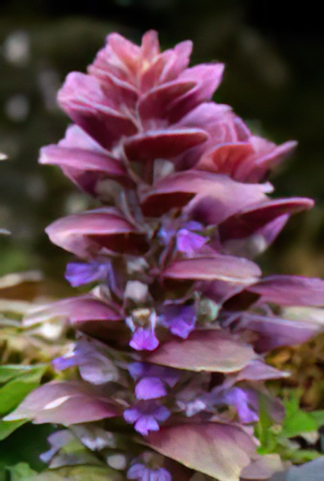 Pyramidal Bugle