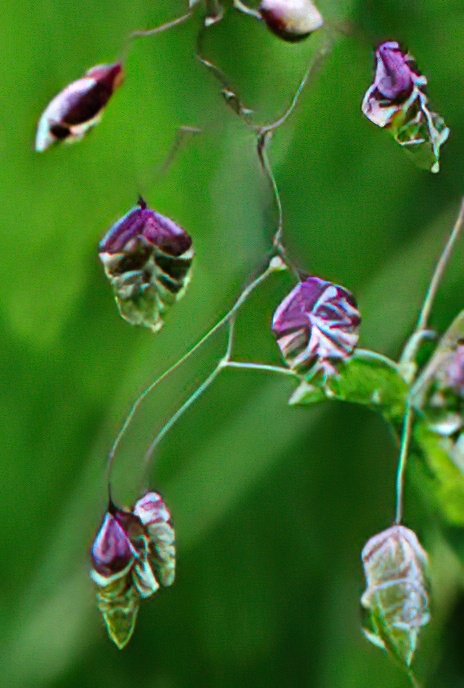 Quaking Grass