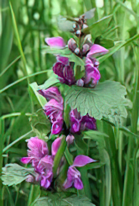 Spotted Dead-nettle