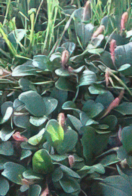 Reticulate Willow