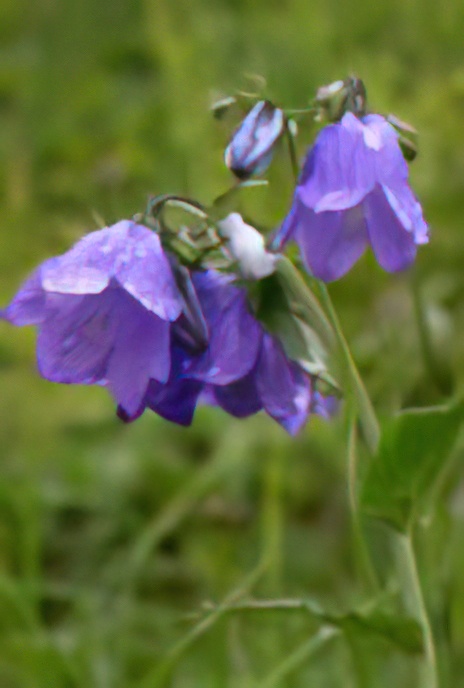 Rhomboid-leaved Bellflower