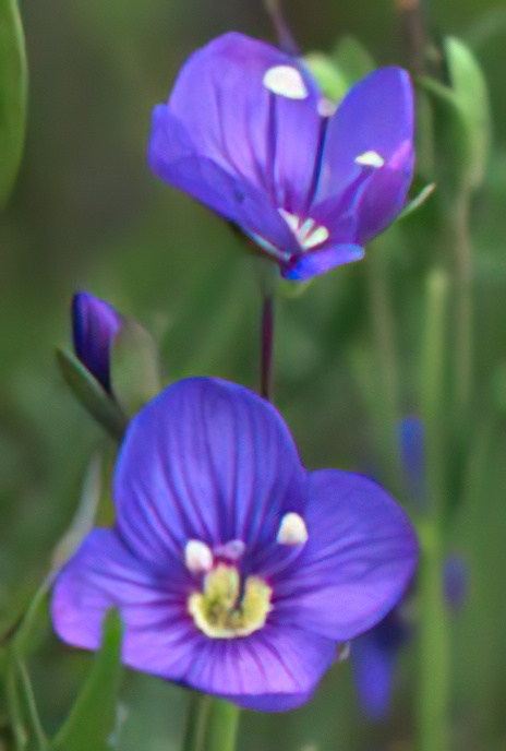 Rock Speedwell