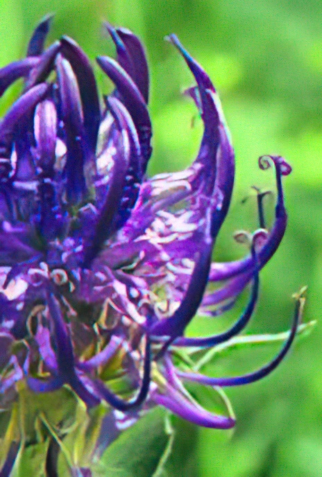 Round-headed Rampion