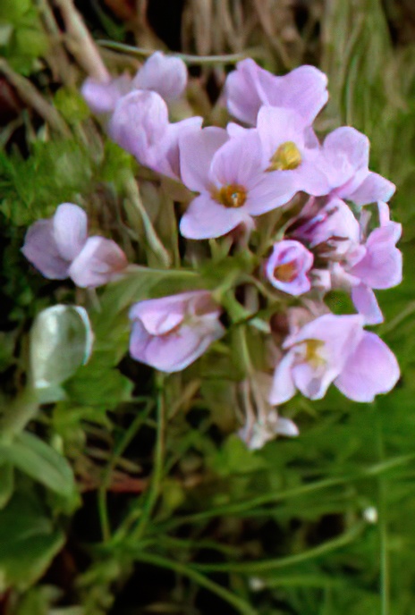 Round-leaved Penny Cress