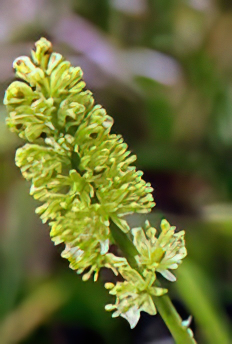 Tofield’s Asphodel