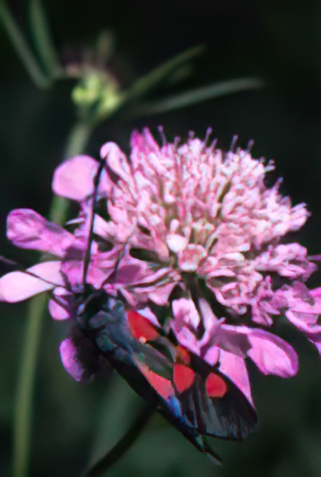 Shining Scabious