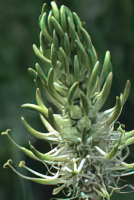 Spiked Rampion