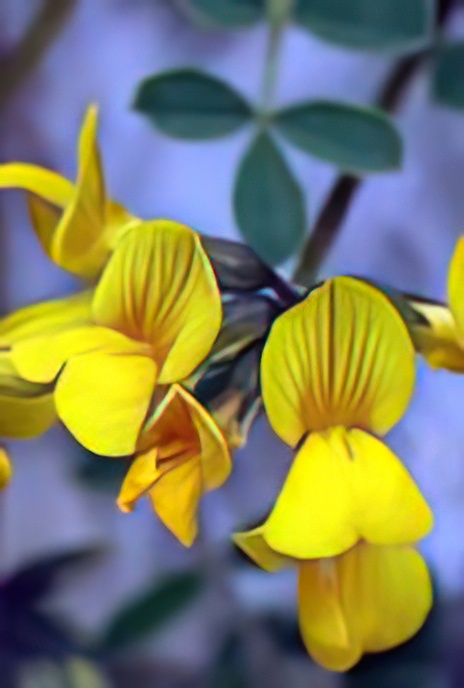 Small Scorpion-vetch