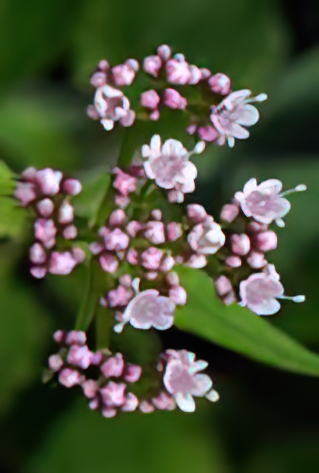 Valerian